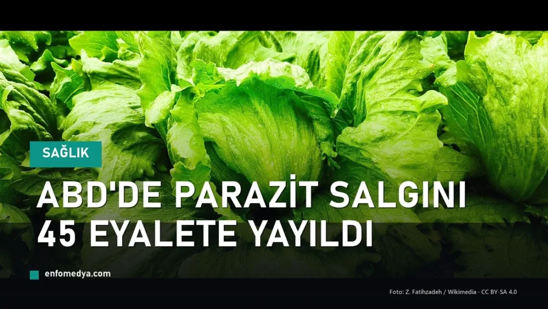 Taze iceberg marul — ABD'de Cyclospora paraziti salgını, marul geri çağrıldı