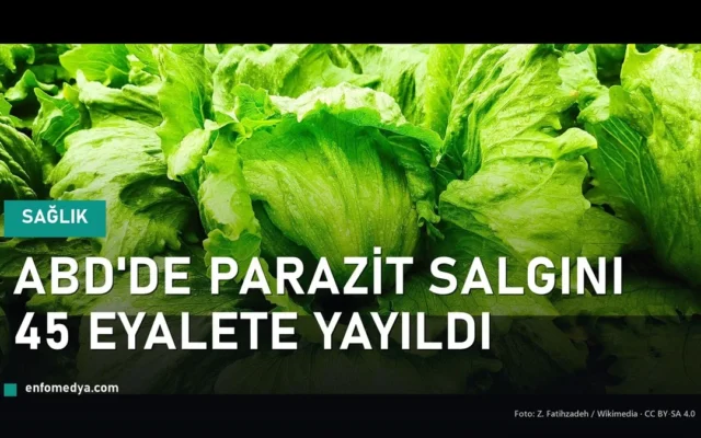 Taze iceberg marul — ABD'de Cyclospora paraziti salgını, marul geri çağrıldı