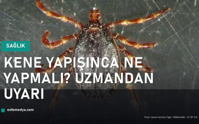 Hyalomma marginatum kenesi — kene yapışınca ne yapmalı
