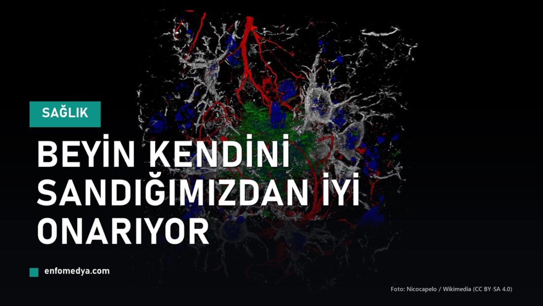 Beyin kendini sandığımızdan daha iyi onarıyor: yeni keşif